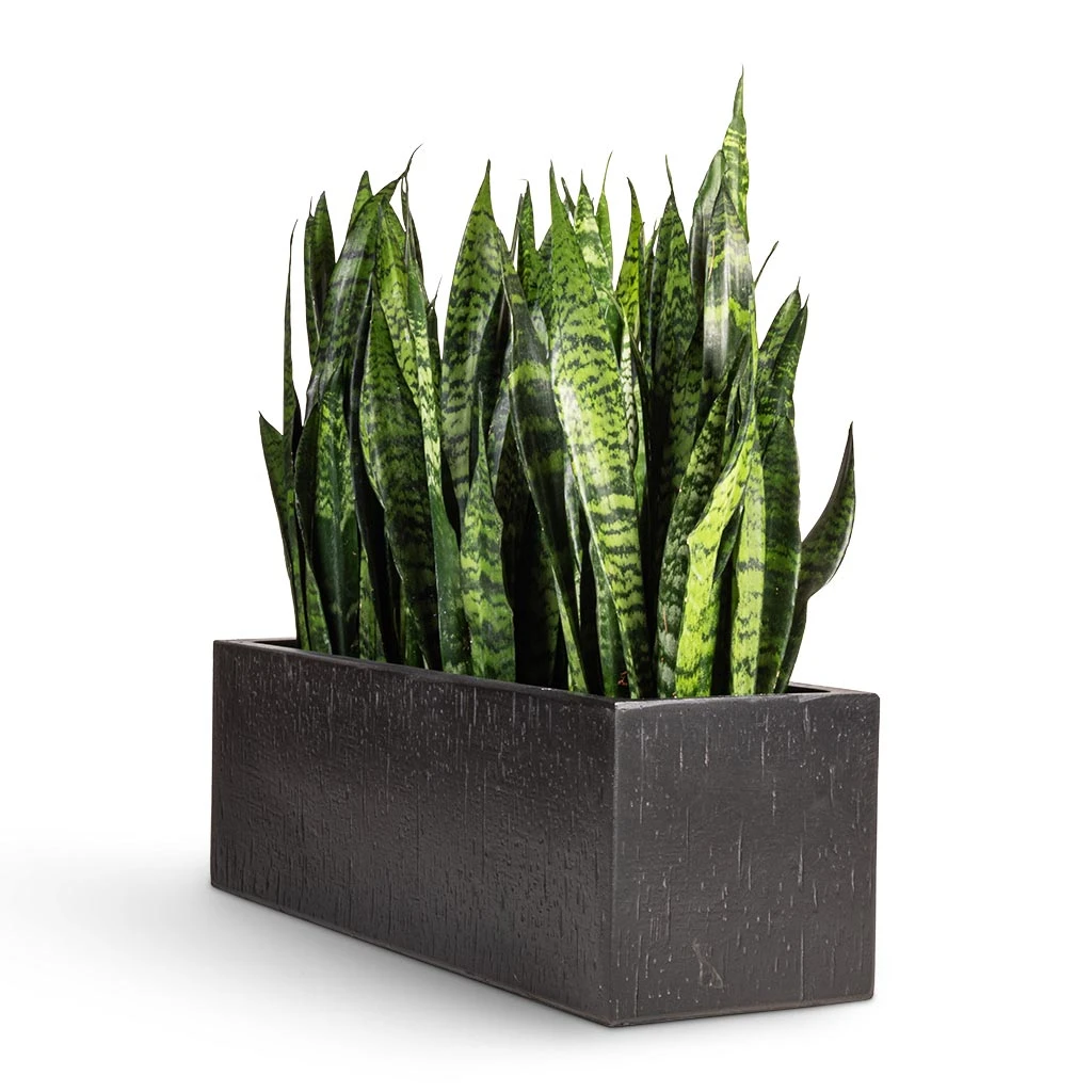 Raindrop Trough Planter - Anthracite 2 Raindrop Trough Planter - Anthracite - Image 2