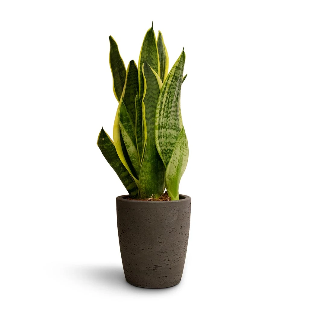 Gerben Plant Pot - Black Washed 10 Gerben Plant Pot - Black Washed - Image 10