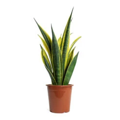 Sansevieria Trifasciata Golden Flame - Snake Plant 9 Sansevieria Trifasciata Golden Flame - Snake Plant -PlantVibe Shop Sansevieria trifasciata Golden Flame Snake Plant 17cm
