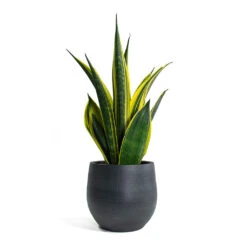 Sansevieria Trifasciata Golden Flame - Snake Plant 8 Sansevieria Trifasciata Golden Flame - Snake Plant -PlantVibe Shop Sansevieria trifasciata Golden Flame Snake Plant Esra Plant Pot Graphite
