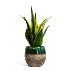 Sansevieria Trifasciata Golden Flame - Snake Plant 10 Sansevieria Trifasciata Golden Flame - Snake Plant -PlantVibe Shop Sansevieria trifasciata Golden Flame Snake Plant Lindy Plant Pot Black Green