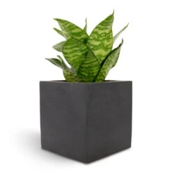 Fleur Natural Planter - Black -PlantVibe Shop Sansevieria trifasciata Hahnii Birds Nest Snake Plant 12x25cm Fleur Natural Planter Black 15x15x15cm f82d6bfd 94b9 4c77 b136 c1b762ad1b8c