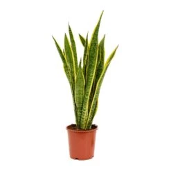 Sansevieria Trifasciata Laurentii - Variegated Snake Plant -PlantVibe Shop Sansevieria trifasciata Laurentii 19x65cm