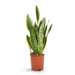 Sansevieria Trifasciata Laurentii - Variegated Snake Plant -PlantVibe Shop Sansevieria trifasciata Laurentii Variegated Snake Plant 14x50cm