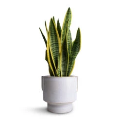 Sansevieria Trifasciata Laurentii - Variegated Snake Plant -PlantVibe Shop Sansevieria trifasciata Laurentii Variegated Snake Plant 14x50cm Aries Handles Plant Pot White 19x20cm