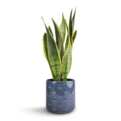 Sansevieria Trifasciata Laurentii - Variegated Snake Plant -PlantVibe Shop Sansevieria trifasciata Laurentii Variegated Snake Plant 15x45cm Arley Plant Pot Blue Dragonfly 17x17.5cm 1702ed53 e585 4de7 8eaf 42bf240776e3