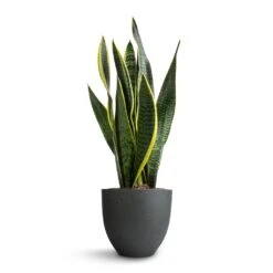 Sansevieria Trifasciata Laurentii - Variegated Snake Plant -PlantVibe Shop Sansevieria trifasciata Laurentii Variegated Snake Plant 15x45cm Coral Refined Planter Pine Green 18x15cm