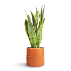 Sansevieria Trifasciata Laurentii - Variegated Snake Plant -PlantVibe Shop Sansevieria trifasciata Laurentii Variegated Snake Plant 15x45cm Hadleigh Plant Pot Amber 17x15cm dc152ae7 88bd 4a26 9afe a76af1301676