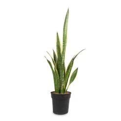 Sansevieria Trifasciata Laurentii - Variegated Snake Plant -PlantVibe Shop Sansevieria trifasciata Laurentii Variegated Snake Plant 16x60cm