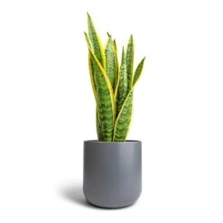 Sansevieria Trifasciata Laurentii - Variegated Snake Plant -PlantVibe Shop Sansevieria trifasciata Laurentii Variegated Snake Plant 17x55cm Lisbon Plant Pot Charcoal 21x21cm