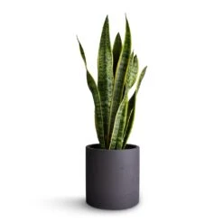 Puk Plant Pot - Black Washed -PlantVibe Shop Sansevieria trifasciata Laurentii Variegated Snake Plant 17x65cm Puk Plant Pot Black Washed 20x20cm