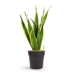 Sansevieria Trifasciata Laurentii - Variegated Snake Plant -PlantVibe Shop Sansevieria trifasciata Laurentii Variegated Snake Plant 21x70cm