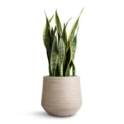 Sansevieria Trifasciata Laurentii - Variegated Snake Plant -PlantVibe Shop Sansevieria trifasciata Laurentii Variegated Snake Plant 21x70cm Dune Darcy Planter Oat 30x26cm 6572a0a9 e86b 42e5 bc37 42182fd857fc