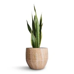 Sansevieria Trifasciata Laurentii - Variegated Snake Plant -PlantVibe Shop Sansevieria trifasciata Laurentii Variegated Snake Plant 21x70cm Emmy Plant Pot Camel 28x25cm