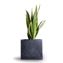 Raindrop Cube Planter - Anthracite -PlantVibe Shop Sansevieria trifasciata Laurentii Variegated Snake Plant 21x70cm Raindrop Cube Planter Anthracite 30x30x27cm