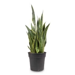 Sansevieria Trifasciata Laurentii - Variegated Snake Plant -PlantVibe Shop Sansevieria trifasciata Laurentii Variegated Snake Plant 27x80cm