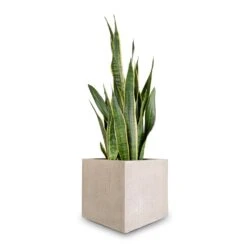 Sansevieria Trifasciata Laurentii - Variegated Snake Plant -PlantVibe Shop Sansevieria trifasciata Laurentii Variegated Snake Plant 27x80cm Raindrop Cube Planter Stone 30x30x27cm