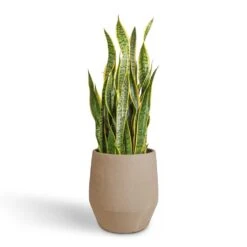 Humus Plant Pot - Concrete -PlantVibe Shop Sansevieria trifasciata Laurentii Variegated Snake Plant 30x90cm Humus Plant Pot Concrete 37x42.5cm 392151dc 9f71 4df0 aa38 9442d0eaaeb9