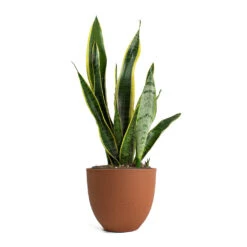 Sansevieria Trifasciata Laurentii - Variegated Snake Plant -PlantVibe Shop Sansevieria trifasciata Laurentii Variegated Snake Plant Coral Refined Planter Canyon Orange 59a9fb26 77dc 4d1a acf1 bb206f0b8207