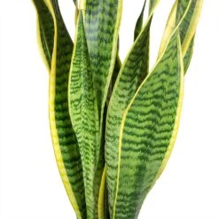 Front Page -PlantVibe Shop Sansevieria trifasciata Laurentii Variegated Snake Plant Leaves