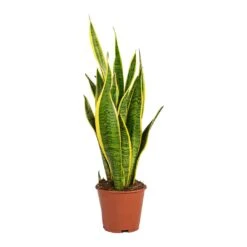 Sansevieria Trifasciata Laurentii - Variegated Snake Plant -PlantVibe Shop Sansevieria trifasciata Laurentii Variegated Snake Plant Small