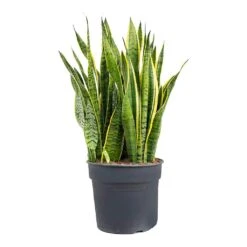 Sansevieria Trifasciata Laurentii - Variegated Snake Plant -PlantVibe Shop Sansevieria trifasciata Laurentii Variegated Snake Plant XL