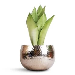 Hammered Bowl - Nickel With Black -PlantVibe Shop Sansevieria trifasciata Moonshine Snake Plant 14x45cm Hammered Bowl Nickel with Black 19x14cm