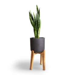 Charlie Plant Pot - Tall Stand - Black Washed -PlantVibe Shop Sansevieria trifasciata Moonshine Snake Plant 21x70cm Charlie Plant Pot Tall Stand Black Washed 32x51cm