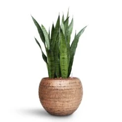 Opus Hammered Globe Planter - Gold -PlantVibe Shop Sansevieria zeylanica HydroCare Opus Hammered Globe Planter Gold dfa84456 bac5 45dd 8e9c cff902644f84