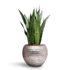 Opus Hammered Globe Planter - Silver -PlantVibe Shop Sansevieria zeylanica HydroCare Opus Hammered Globe Planter Silver 38986d28 a0f6 4215 be9c a9dcc54cd787
