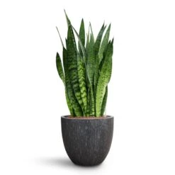 Raindrop Egg Planter - Anthracite -PlantVibe Shop Sansevieria zeylanica HydroCare Raindrop Couple Planter Anthracite