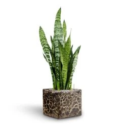 Lava Cube Relic Planter - Black -PlantVibe Shop Sansevieria zeylanica Hydroculture Lava Cube Relic Planter Black
