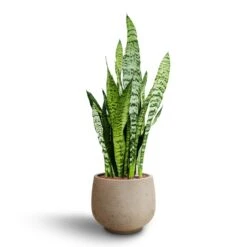 Mini Pixie Plant Pot - Grey Washed -PlantVibe Shop Sansevieria zeylanica Hydroculture Mini Pixie Plant Pot Grey Washed 8383c381 b3a6 46ec bff5 e5a7ad4a0f7d
