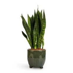 Sansevieria Zeylanica - Snake Plant 31 Sansevieria Zeylanica - Snake Plant -PlantVibe Shop Sansevieria zeylanica Snake Plant 14x50cm Kaat Plant Pot Green 16x16cm