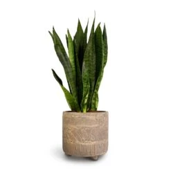 Sansevieria Zeylanica - Snake Plant 33 Sansevieria Zeylanica - Snake Plant -PlantVibe Shop Sansevieria zeylanica Snake Plant 14x50cm Nola Plant Pot Shiny Earth 17x16cm