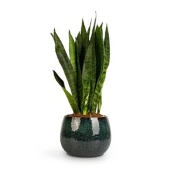 Sansevieria Zeylanica - Snake Plant 36 Sansevieria Zeylanica - Snake Plant -PlantVibe Shop Sansevieria zeylanica Snake Plant 14x50cm Odile Plant Pot Petrol 19x14cm 2c0af5d4 814e 4303 8f95 25848897fd75