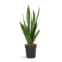 Sansevieria Zeylanica - Snake Plant 28 Sansevieria Zeylanica - Snake Plant -PlantVibe Shop Sansevieria zeylanica Snake Plant 15x50cm