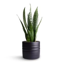 Sansevieria Zeylanica - Snake Plant 29 Sansevieria Zeylanica - Snake Plant -PlantVibe Shop Sansevieria zeylanica Snake Plant 15x50cm Hadleigh Plant Pot Charcoal 17x15cm