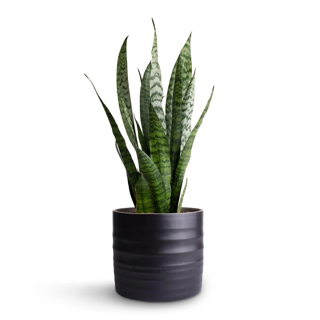 Sansevieria Zeylanica - Snake Plant 10 Sansevieria Zeylanica - Snake Plant - Image 10