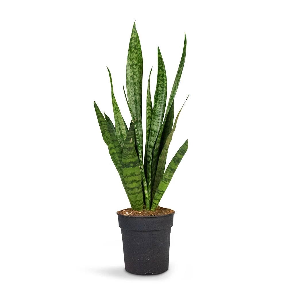 Sansevieria Zeylanica - Snake Plant 9 Sansevieria Zeylanica - Snake Plant - Image 9