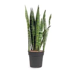 Sansevieria Zeylanica - Snake Plant 39 Sansevieria Zeylanica - Snake Plant -PlantVibe Shop Sansevieria zeylanica Snake Plant 21x100cm
