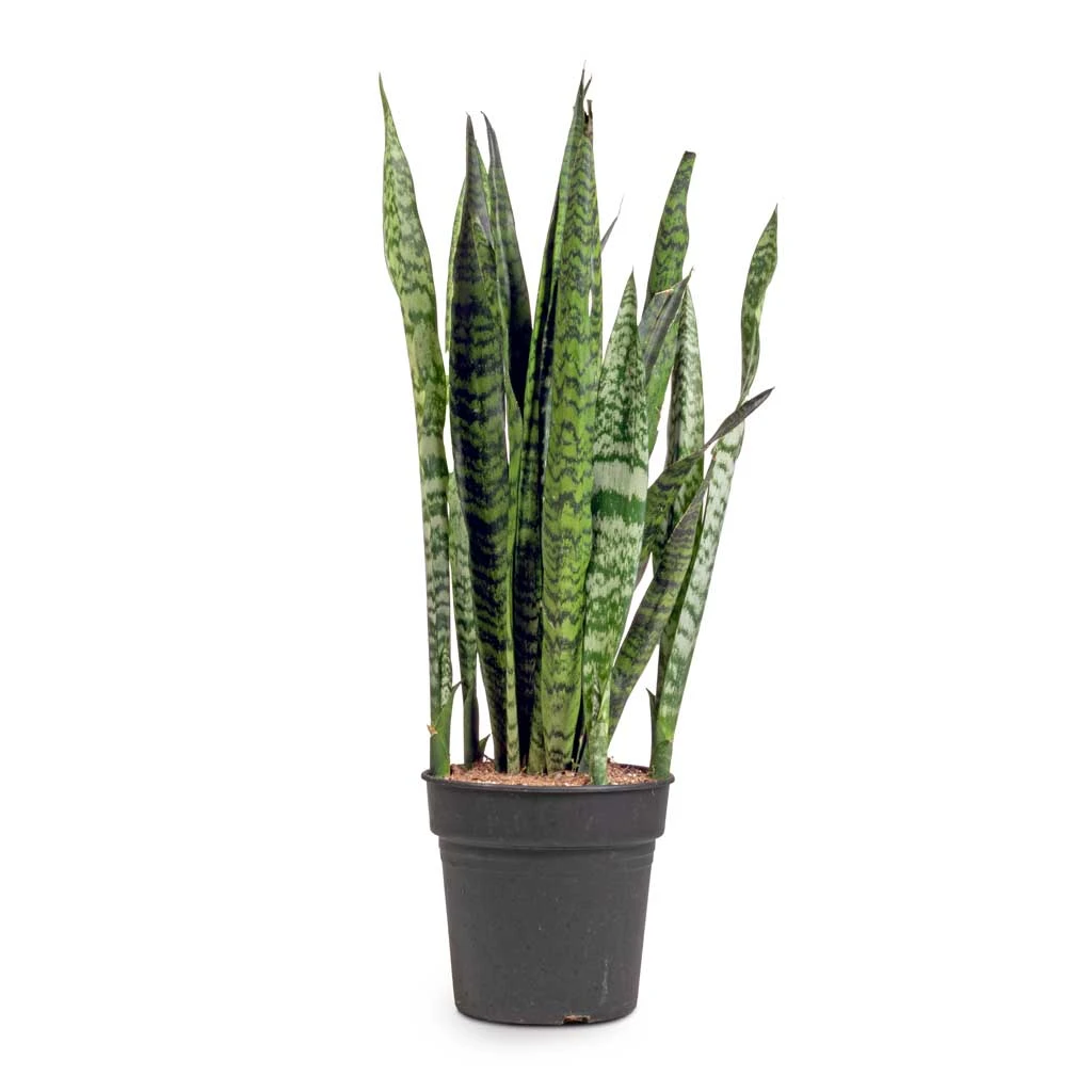 Sansevieria Zeylanica - Snake Plant 20 Sansevieria Zeylanica - Snake Plant - Image 20