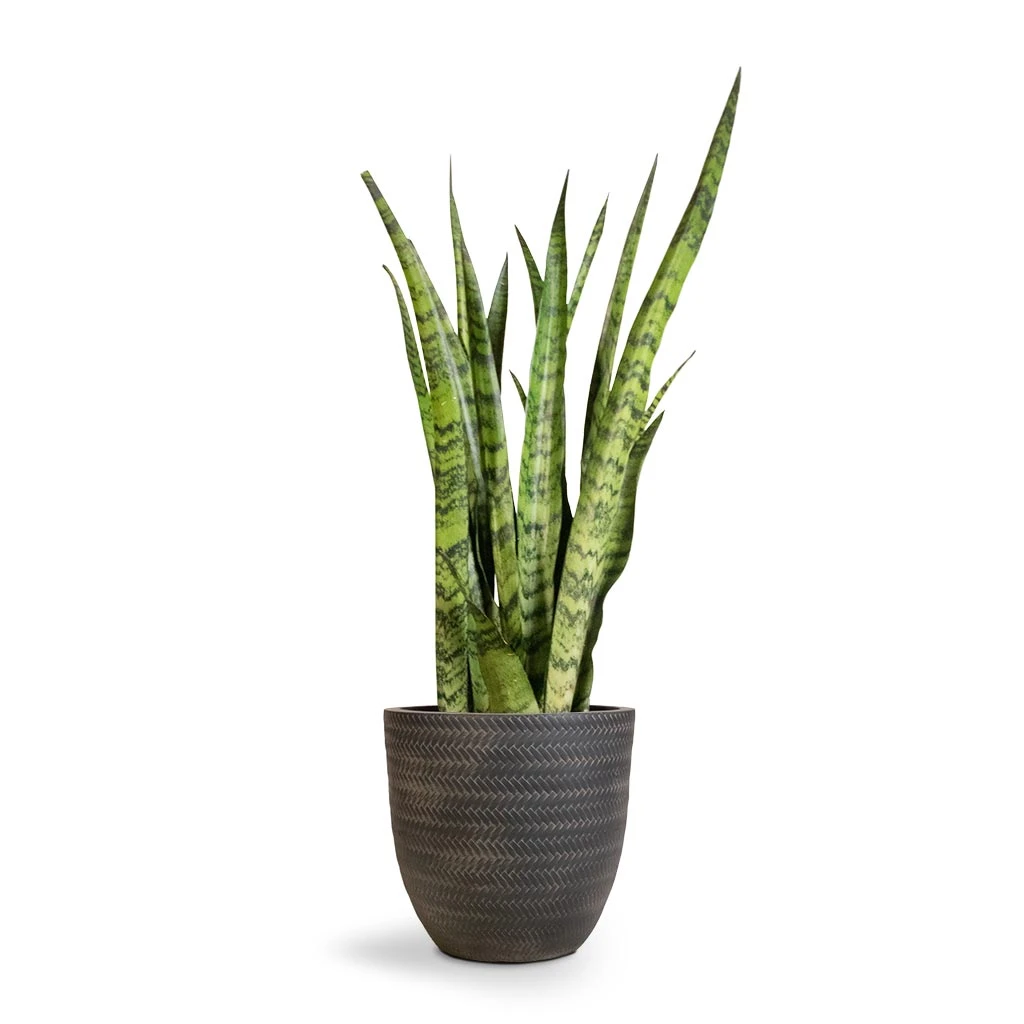 Sansevieria Zeylanica - Snake Plant 8 Sansevieria Zeylanica - Snake Plant - Image 8