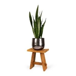 Sansevieria Zeylanica - Snake Plant 32 Sansevieria Zeylanica - Snake Plant -PlantVibe Shop Sansevieria zeylanica Snake Plant 21x70cm Jenna Metal Plant Pots Set of 3 Lead dba41d2b 6f44 4b3b 9d30 00b6d5774747