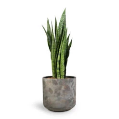 Sansevieria Zeylanica - Snake Plant 34 Sansevieria Zeylanica - Snake Plant -PlantVibe Shop Sansevieria zeylanica Snake Plant 21x70cm Saar Plant Pot Earth Cement 26x25cm