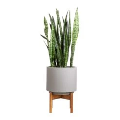 Sansevieria Zeylanica - Snake Plant 38 Sansevieria Zeylanica - Snake Plant -PlantVibe Shop Sansevieria zeylanica Snake Plant 21x70cm Vigo Plant Pot with Wooden Stand Concrete Grey 28x37cm e0bb1396 2198 461f 98d7 b69284c1444f