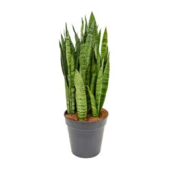 Sansevieria Zeylanica - Snake Plant 37 Sansevieria Zeylanica - Snake Plant -PlantVibe Shop Sansevieria zeylanica Snake Plant 21x80cm