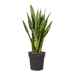 Sansevieria Zeylanica - Snake Plant 35 Sansevieria Zeylanica - Snake Plant -PlantVibe Shop Sansevieria zeylanica Snake Plant 21x80cm 2177ff2d 2527 480c b9fe fa5a83387048