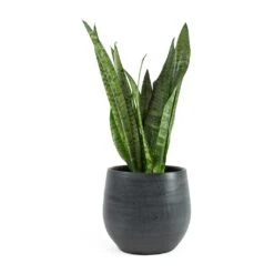 Esra Plant Pot - Graphite -PlantVibe Shop Sansevieria zeylanica Snake Plant Esra Graphite Plant Pot