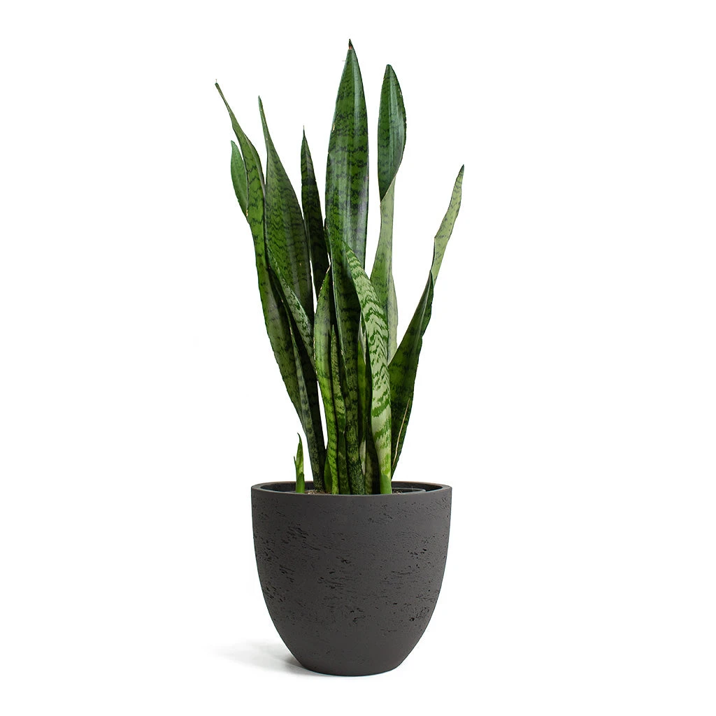 Sansevieria Zeylanica - Snake Plant 4 Sansevieria Zeylanica - Snake Plant - Image 4
